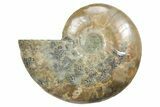 Cut & Polished Ammonite Fossil (Half) - Madagascar #349096-1